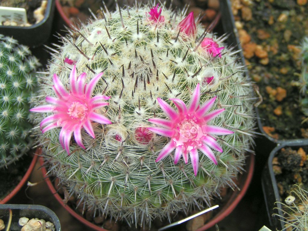 Mammillaria bravoae